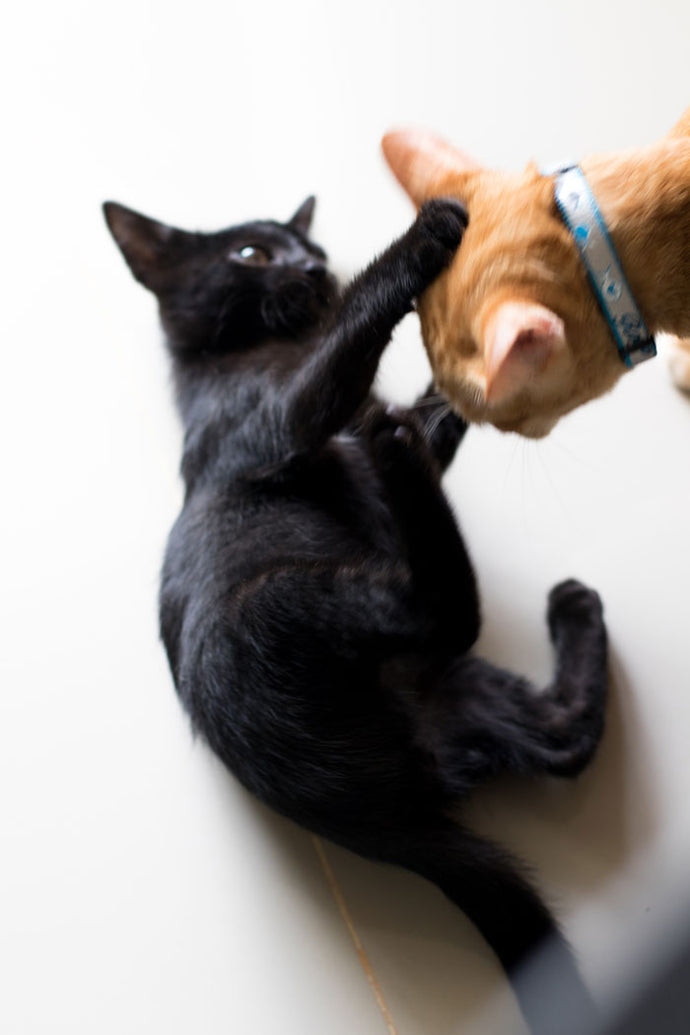 5 Purr-e Healing Powers